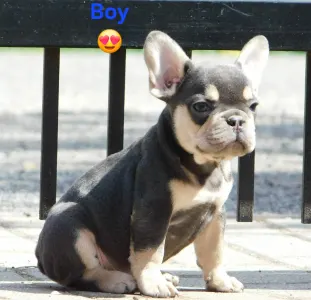 French Bulldog - Leo