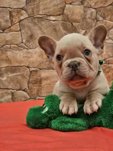 Französische Bulldogge - Daniel