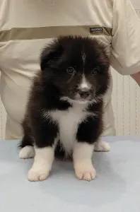 Border Collie - Talisman