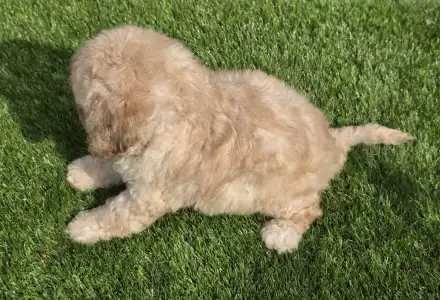 Cavapoo - Jenny