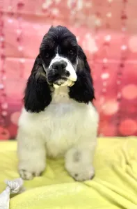 Amerikai cocker spániel - Paradise