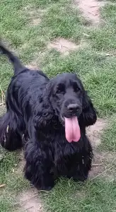 Cocker Spaniel anglais - Follow Me Little Zidane 
