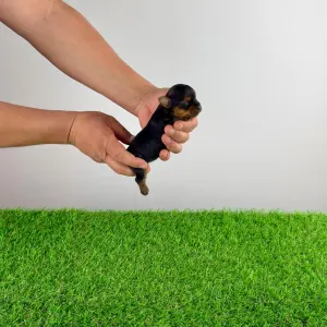 Yorkshire Terrier - Tinni