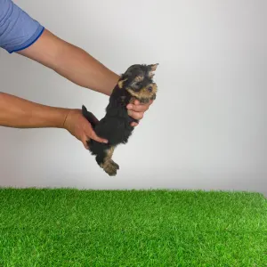 Yorkshire Terrier - Wolke