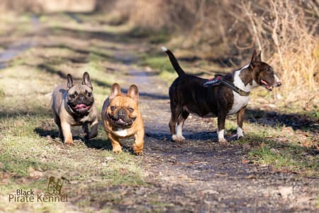 Französische Bulldogge - Black Pirate