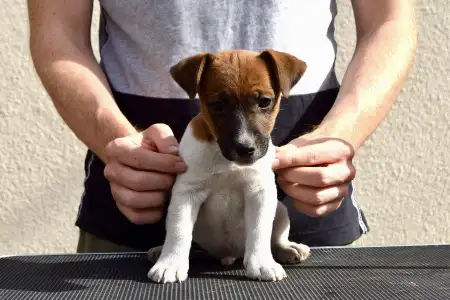 Jack Russell Terrier - Gold Leash Xandro