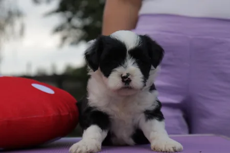 Tibetan Terrier - King