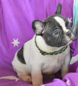 Francia bulldog - Christmas Dragons Dante Jr.