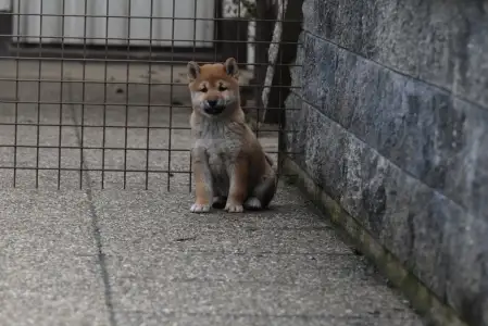 Shiba - Bravados Chiemi