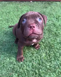 l'American Bully - Standard - Wineberry