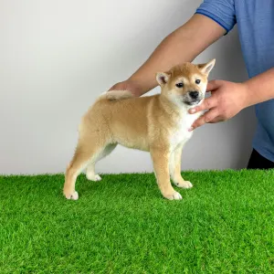 Shiba - Inna
