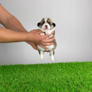 Вельш-корги пемброк - Salamon