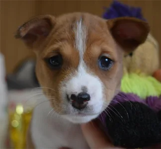 Basenji - Girl Red And White,  Name Part Of The Game 