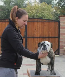 Anglický buldok - Chris