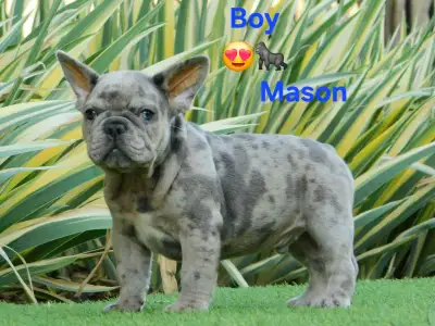 Französische Bulldogge - Mason