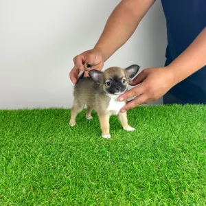 Chihuahua - Kimi