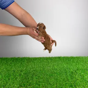 Trpasličí pudl - Luca