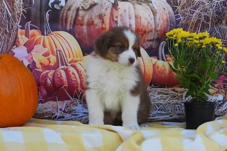 Ausztrál juhászkutya - Caramel Frappe 