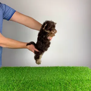 Yorkshire Terrier - Levis