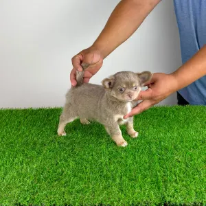 Chihuahua - Hella