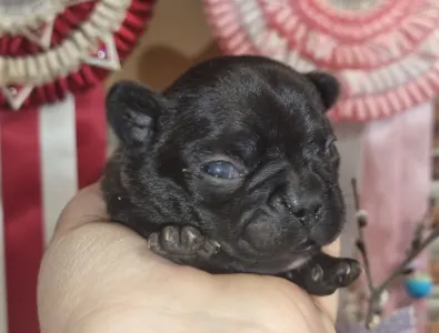 Bulldog francese - Ralf