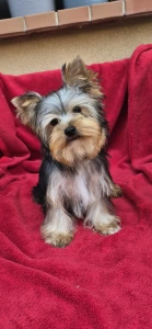 Yorkshire Terrier - Uranus (adult Weight 2,8-3kg)