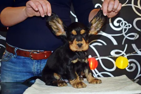 Englischer Cocker Spaniel - Kephallénia Oceanus Elliot