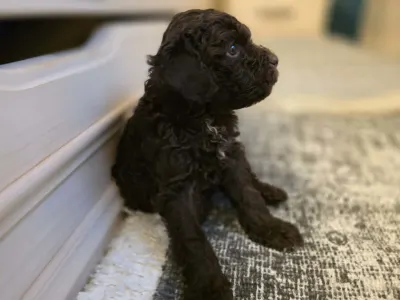 Lagotto Romagnolo - Bobby