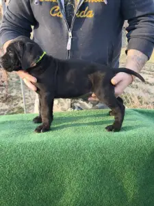 Cane Corso - Forza Di Diavolo Cesar