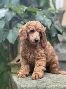 Caniche Moyen - Biscuit