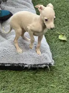 Italian Greyhound - Vita