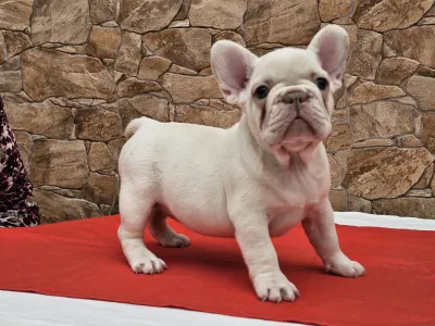 French Bulldog - Betty