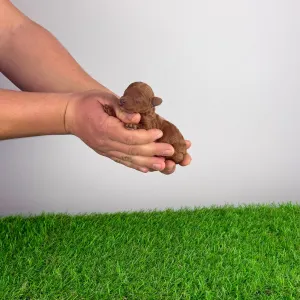 Pudel miniaturowy - Jumpy