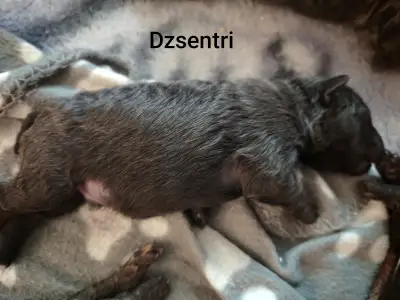 Mudi - Dzsentri