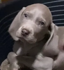 Weimaraner - Best Hunter World Filippa