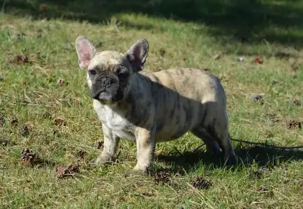 French Bulldog - Harley Quinn