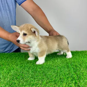 Welsh Corgi Pembroke - Rina