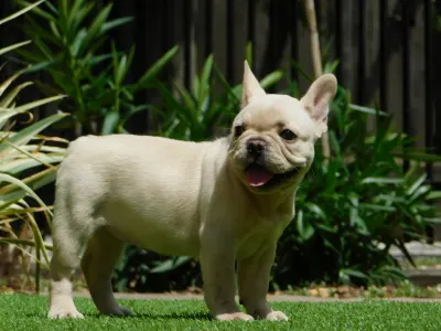 French Bulldog - Zoé 