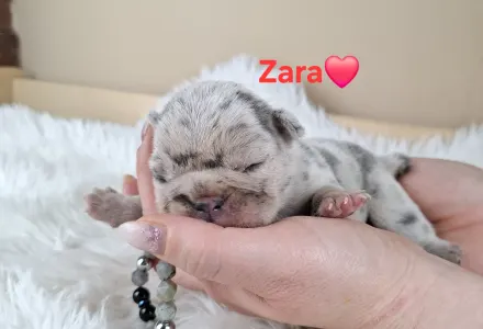 French Bulldog - Zara