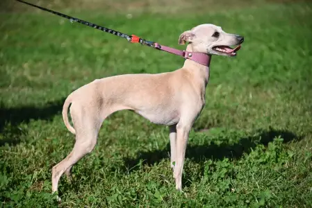 Olasz agár - Libero Lieto Italian Greyhound Kennel
