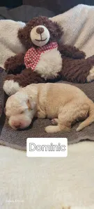 Lagotto Romagnolo - Ürömi Szarvasgombász Dominic