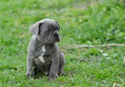 French Bulldog - Monty