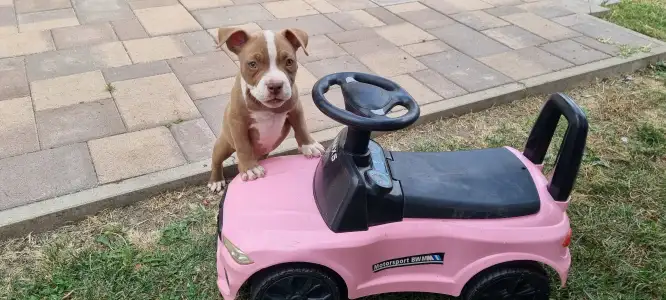 American Bully - Pocket - Csoki
