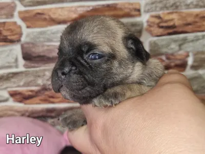 French Bulldog - Harley