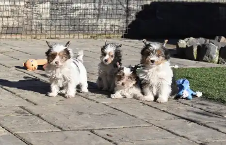 Biewer Terrier - R Orient