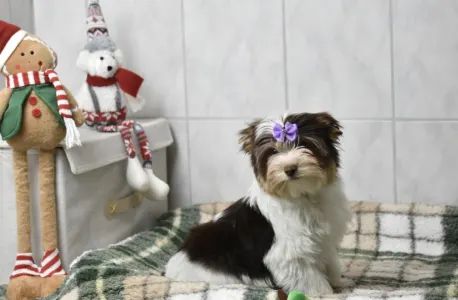 Biewer Terrier - Quentin (biro)