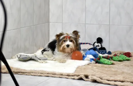 Biewer Terrier - Quartz Orient 