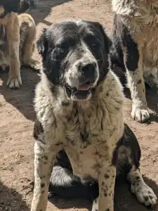 Cane da pastore dell'Asia centrale - Vagiza Iz Zamka Larisi