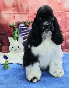 Amerikai cocker spániel - Psycho