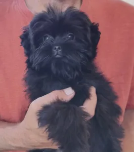 Affenpinscher - Gru